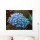 Sea Squirt Rhopalea Sp Wall Decal