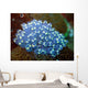 Sea Squirt Rhopalea Sp Wall Decal