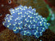 Sea Squirt Rhopalea Sp Wall Decal