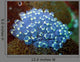 Sea Squirt Rhopalea Sp Wall Decal