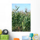 Field Maize Wall Decal