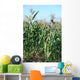 Field Maize Wall Decal