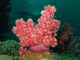 Soft Coral Wall Decal