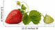 Strawberry Wall Decal