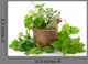 Healthy Herbs Wall Decal