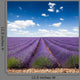 Provence France Lavender Wall Decal Design 2