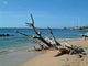 Driftwood Wall Decal