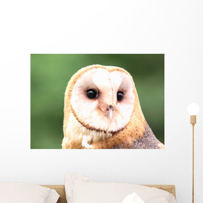 Barn Owl Close-up Wall Decal shown on a wall