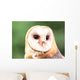Barn Owl Close-up Wall Decal