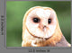Barn Owl Close-up Wall Decal