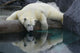 Polar Bear Reflections Wall Decal