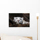 White Tiger Wall Mural