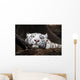 White Tiger Wall Mural