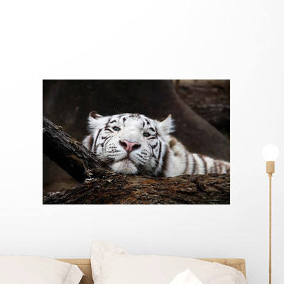 White Tiger Wall Mural shown on a wall