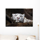 White Tiger Wall Mural