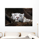 White Tiger Wall Mural