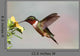 Ruby-throated Hummingbird Archilochus Colubris Wall Decal