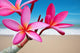 Plumeria Flowers Beach Wall Decal