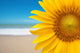Sunflower Beach Wall Decal