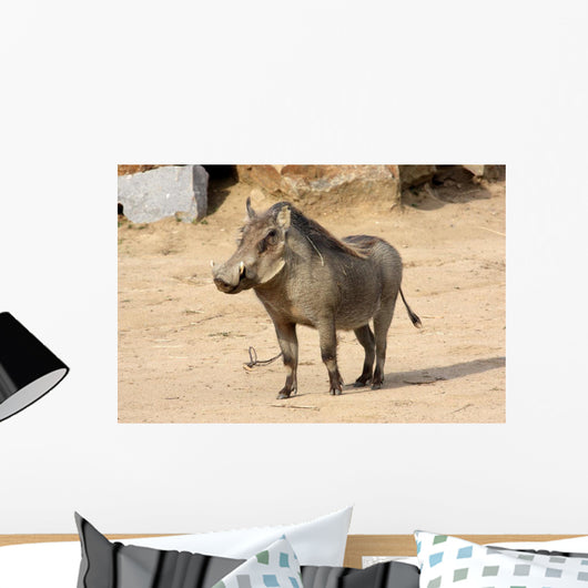 Common Warthog Phacochoerus Africanus Wall Decal