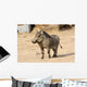 Common Warthog Phacochoerus Africanus Wall Decal