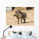 Common Warthog Phacochoerus Africanus Wall Decal