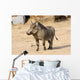 Common Warthog Phacochoerus Africanus Wall Decal