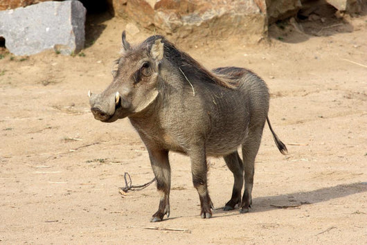 Common Warthog Phacochoerus Africanus Wall Decal