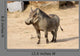 Common Warthog Phacochoerus Africanus Wall Decal