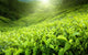 Tea Plantation Cameron Highlands Wall Decal Design 2