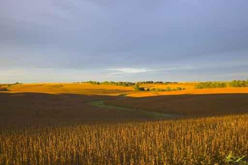 Harvest Is near Wall Decal