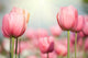 Blooming Tulips Wall Decal