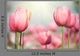 Blooming Tulips Wall Decal