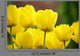 Tulipes Jaunes Wall Decal