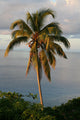 Seychelles Panorama Wall Decal