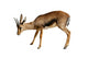 Gazelle White Wall Decal