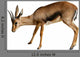 Gazelle White Wall Decal