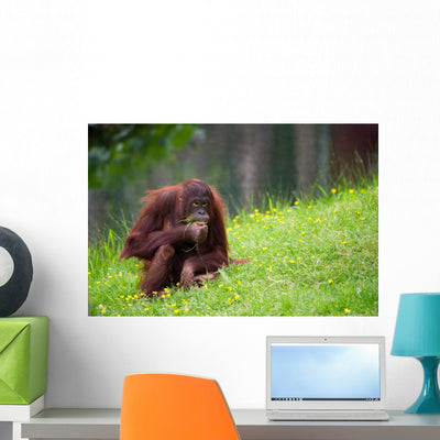 Cute Orangutan Wall Decal shown on a wall