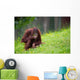 Cute Orangutan Wall Decal