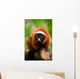 Red Ruffed Lemur Wall Decal