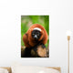 Red Ruffed Lemur Wall Decal
