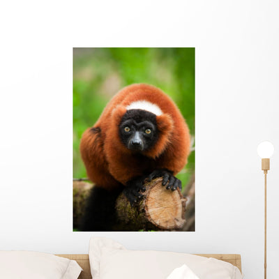 Red Ruffed Lemur Wall Decal shown on a wall