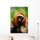 Red Ruffed Lemur Wall Decal