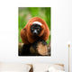 Red Ruffed Lemur Wall Decal