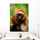 Red Ruffed Lemur Wall Decal