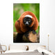 Red Ruffed Lemur Wall Decal
