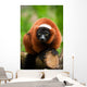 Red Ruffed Lemur Wall Decal