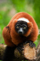 Red Ruffed Lemur Wall Decal