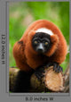 Red Ruffed Lemur Wall Decal
