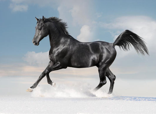 Black Arab Horse Winter Wall Decal